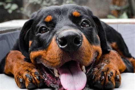 Tout Savoir Sur Les Rottweilers Ducation Caract Re Sant Prix Et