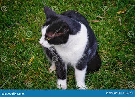 Cat On The Grass Stock Photo Image Of Outdoors Portrait 265154398