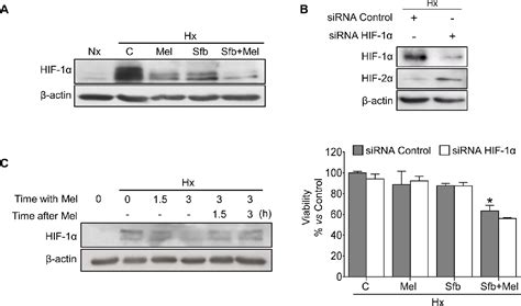 Figure From Melatonin Enhances Sorafenib Actions In Human