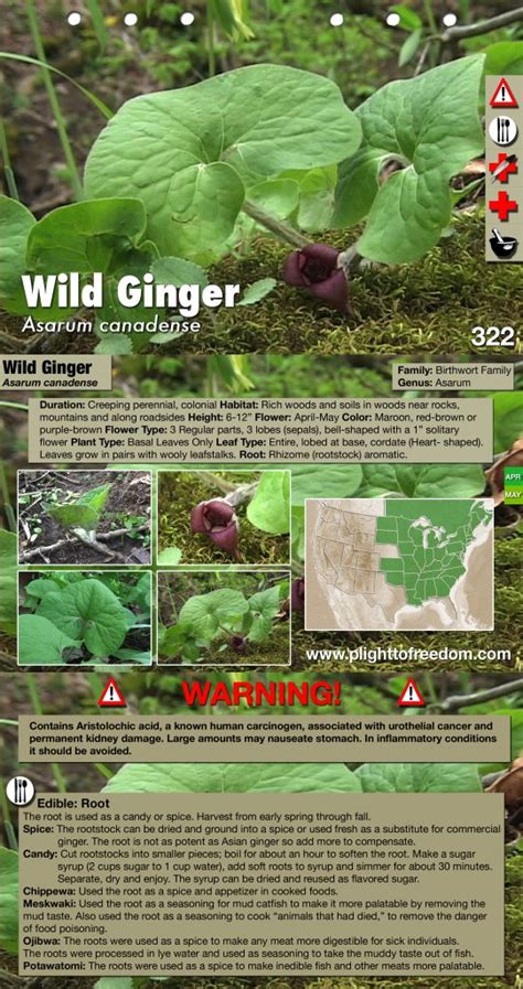 Wild Ginger Edible Medicinal Cautions And Other Uses The Cargo Cult Café