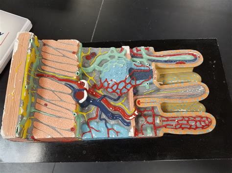 Small Intestine Model Part Diagram Quizlet