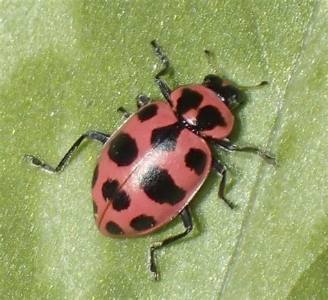 Pink Beetle Insect