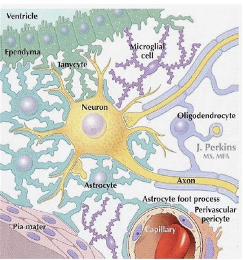 Neurons And Glial Cells Of The Cns Stock Vector Illustration Of Diagram