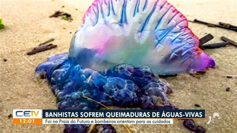 Acidentes águas vivas e caravelas aumentam em temporadas de ventos