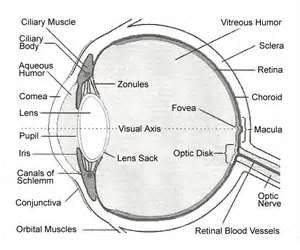 Ophthalmic And Otic Drugs Flashcards Quizlet