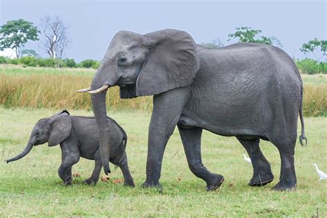 Fakta Unik Gajah Dan Kemampuan Dari Detiap Tubuhnya Yang Belum Kamu