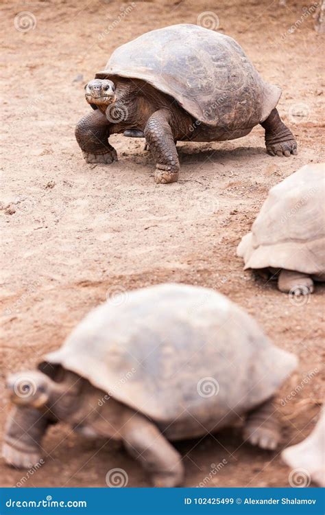 Tortugas Gigantes De Las Islas Galápagos Imagen de archivo Imagen de