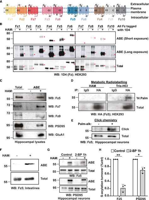 S Acylation Of The Wnt Receptor Frizzled By Zdhhc Controls Its