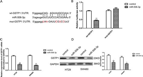 GSTP1 Is A Target Of MiR 506 3p A The TargetScan Database Predicted