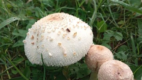 Toxic False Parasol Identification and Lookalikes - Mushroom Appreciation