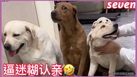 拉布拉多seven老四💕2024 4 5💕labrador Seven💕queen爱賽文一家 Seven老四小迷糊 💕 Youtube