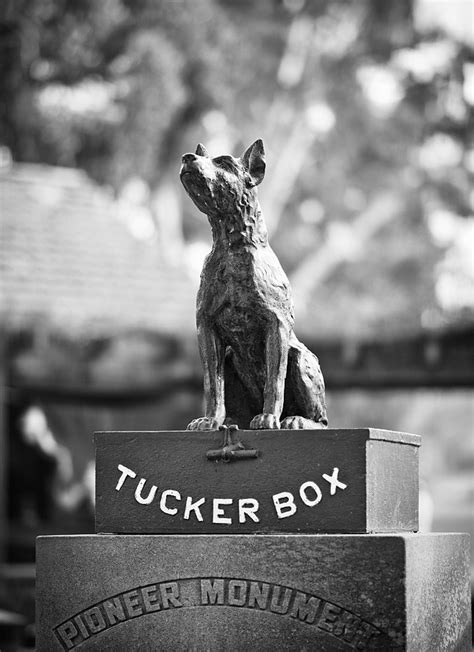 Famous Dogs In History The Dog On The Tuckerbox