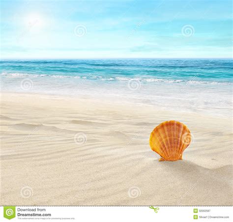 Shell On Tropical Beach Royalty Free Stock Photography - Image: 32002587