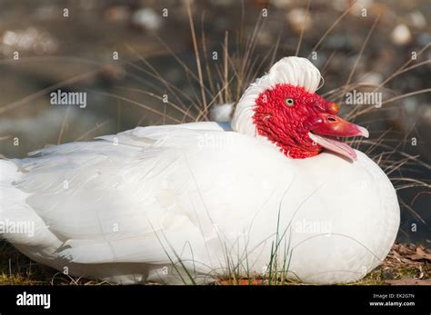 White Duck Red Face Hi Res Stock Photography And Images Alamy