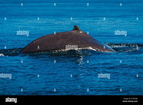 Close Up View Of Adult Hump Back Whale Dorsal Fin Stock Photo Alamy