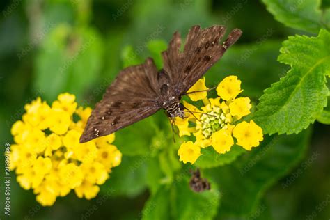 Horace S Duskywing Butterfly Erynnis Horatius Male Feeding On