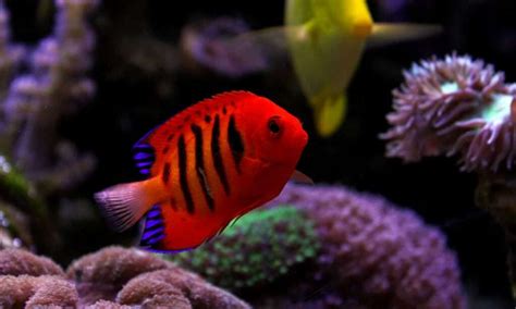 Veja Os Peixes Mais Bonitos Para Seu Aqu Rio Dinho S Reef