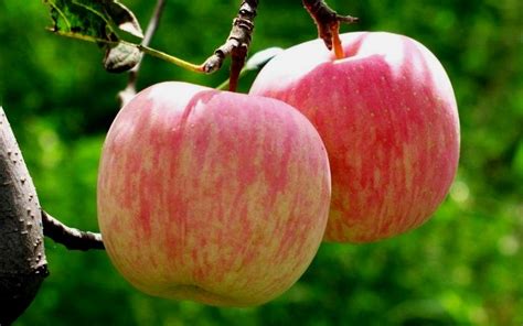 Buy Fuji Apple Malus Domestica Fuji 5 Gallon Apple Trees Buy