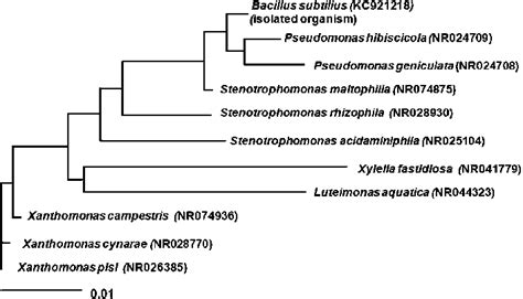 Rooted Phylogenetic Tree Showing The Relationship Of Bacillus Subtilis