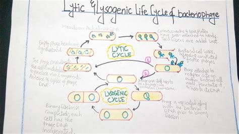 How To Draw Diagram Of Lytic Cycle And Lysogenic Cycle Of Bacteriophage