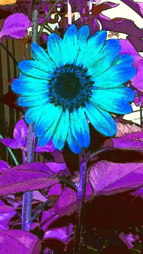 Sunflower In Blue Sunflower In Blue Plants