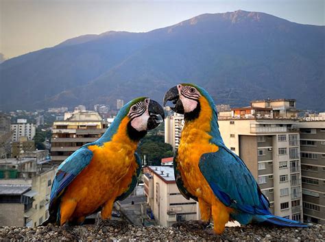 Las Guacamayas Caraqueñas Sobreviven En La Selva De Cemento Últimas