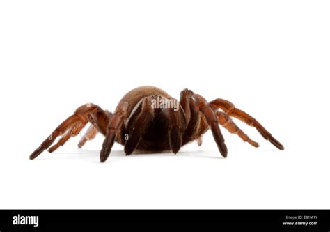 Trapdoor Spider