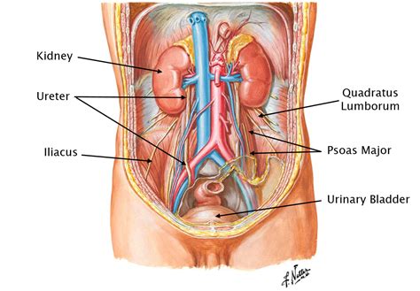 Female Abdominal Anatomy Pictures Stock Images Female Abdominal