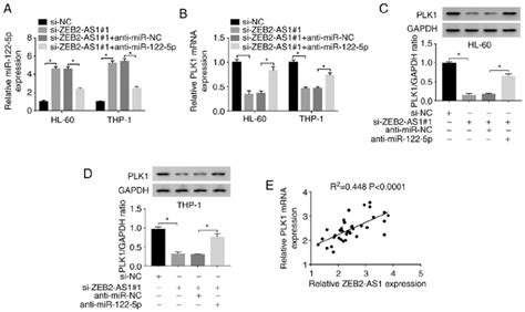 Zeb As Regulates The Expression Of Plk Via Mir P In Aml Cells