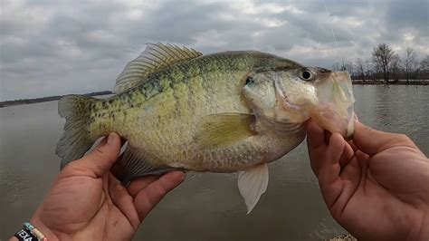 Mega Pre Spawn Staging Crappie On The Famous Sunken Bridge‼️ Crappie