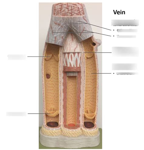 Histology Model Vein Diagram Quizlet