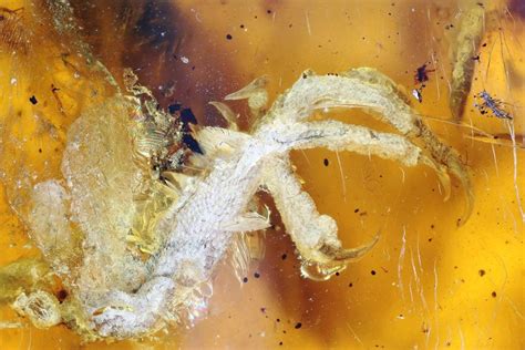 This 100 Million Year Old Bird Trapped In Amber Is The Best Weve Ever Seen