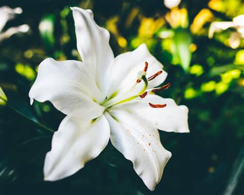 White Lily Flower Growing And Care Tips Greenplantpro