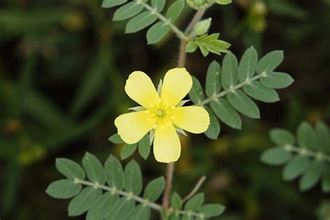 Tribulus Terrestris O Que Como Funciona E Benef Cios Blog