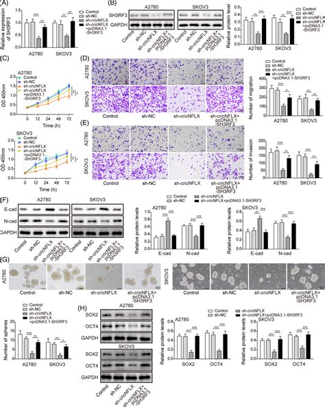 Overexpression Of Sh Rf Reversed The Anticancer Effects Mediated By