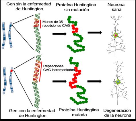 Enfermedad De Huntington C Mo Podr An Ayudar Las C Lulas Madre