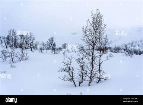 Arctic Tundra Trees