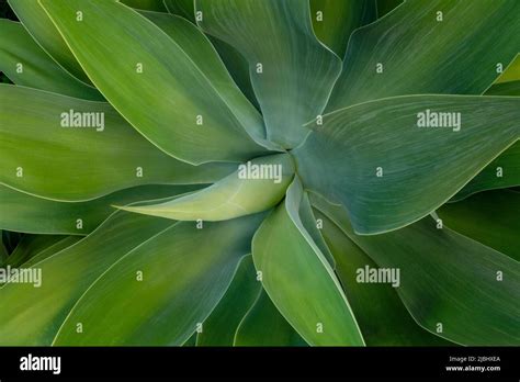 Agave attenuata flower hi-res stock photography and images - Alamy