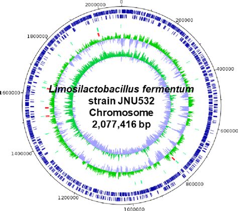 Pdf Complete Genome Sequence Of Limosilactobacillus Fermentum Jnu