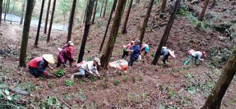 安福县陈山林场种植林下草珊瑚为林农示范 Isenlincn