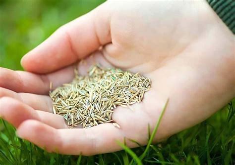 When To Seed A Lawn Best Time To Sow Grass Seeds In UK