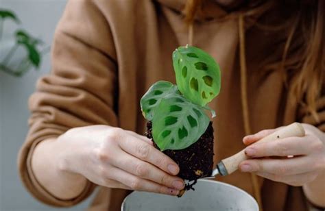 Une plante décorative et graphique cultivez le calathéa Elle Décoration