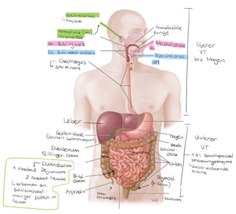 Verdauungstrakt Karteikarten Quizlet