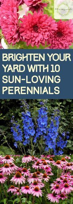 10 Low Maintenance Perennials Western Garden Centers Easy Garden Perennial Garden Perennials