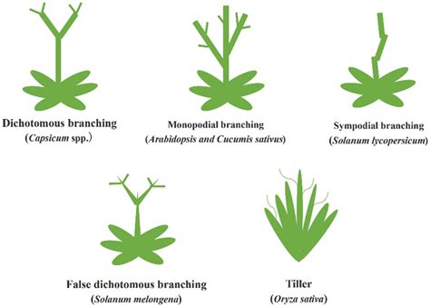 Phyton Free Full Text Research Progress And Application Of Plant