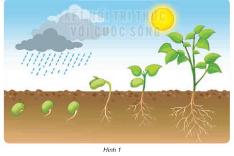 Hình 1 Mô Tả Quá Trình Phát Triển Lớn Lên Của Cây đậu Theo Em Cây đậu Sống Và Phát Triển Tốt