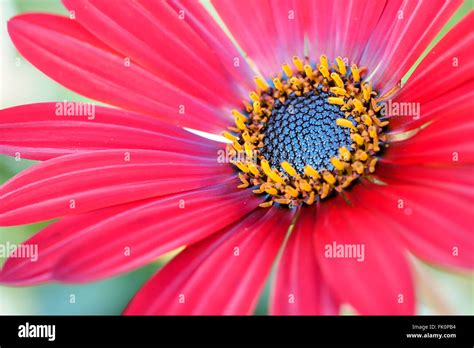 Arctotis Flower Red Stock Photo - Alamy