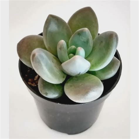 Muda De Suculenta Graptoveria Royal Flush Planta 10 Cm Submarino