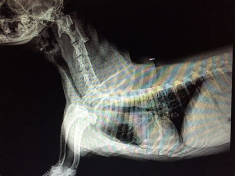 What Causes Collapsed Trachea In Dogs