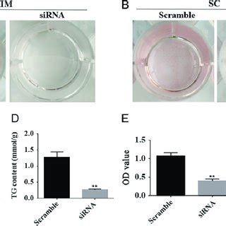 Lgals Knockdown Inhibits Lipid Accumulation In Adipocytes After